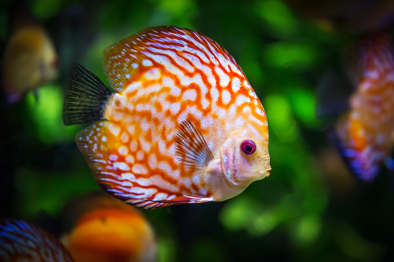 How Much Electricity Does an Aquarium Use? | Texas Electricity Examiner
